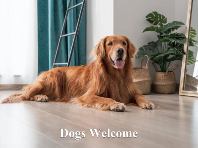100_Dogs_Welcome_v1.1